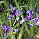 Grass-Leaved Flag